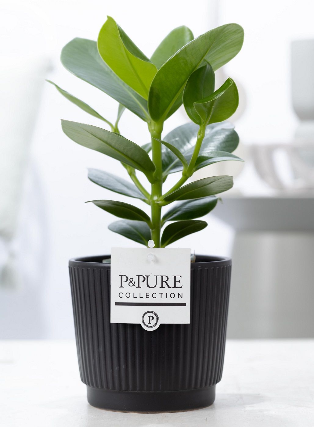 Clusia Rosea Princess in P&PURE Liv ceramics matt black, D 12