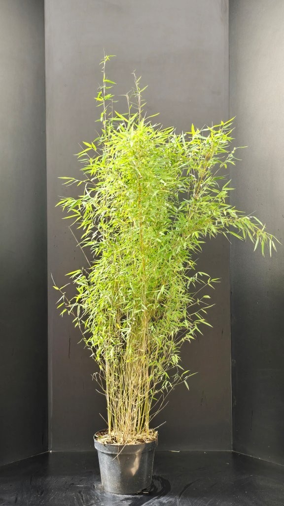 Fargesia Jiuzhaigou 1, D 29