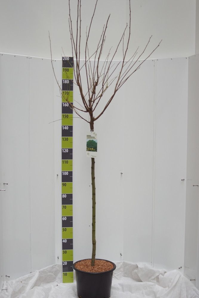 Robinia pseudoac.'Umbraculifera' C 20 120 ha, D 30