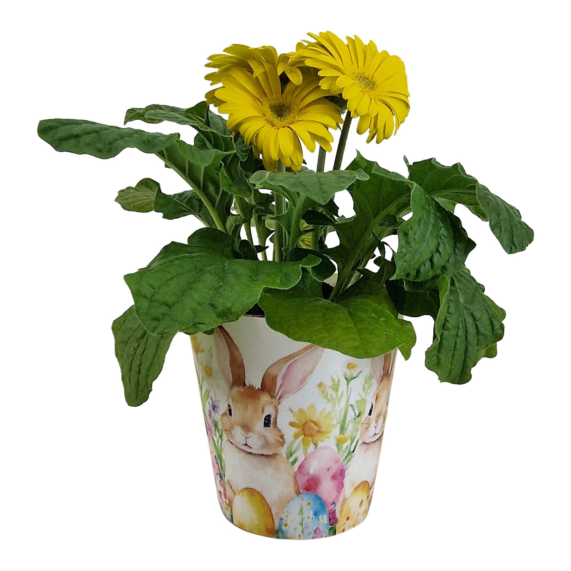 Gerbera Geel tinten 2+ bl12cm in Paas beker, D 12