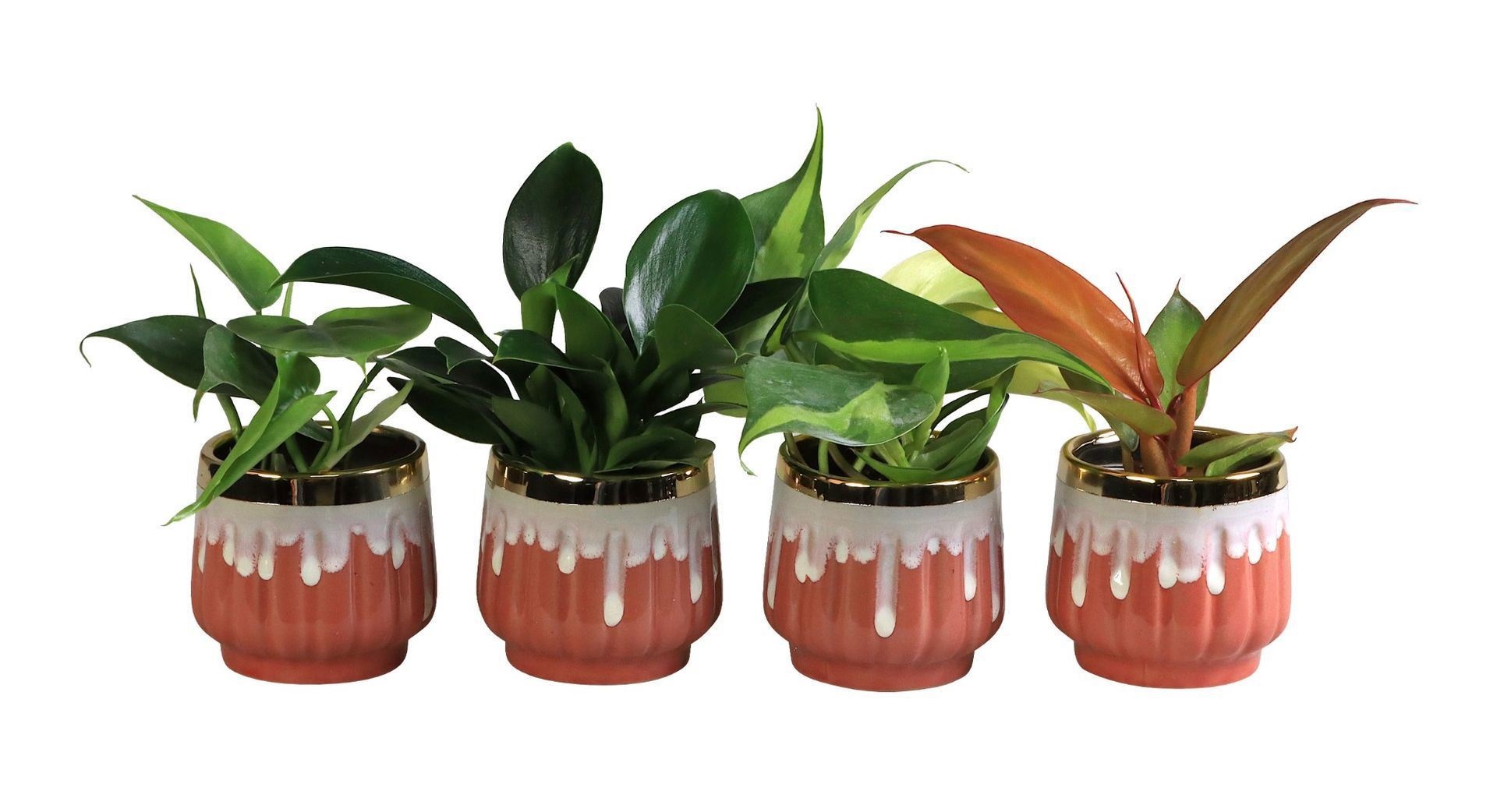 L 65818 with Philodendron Mix 6 cm, D 6