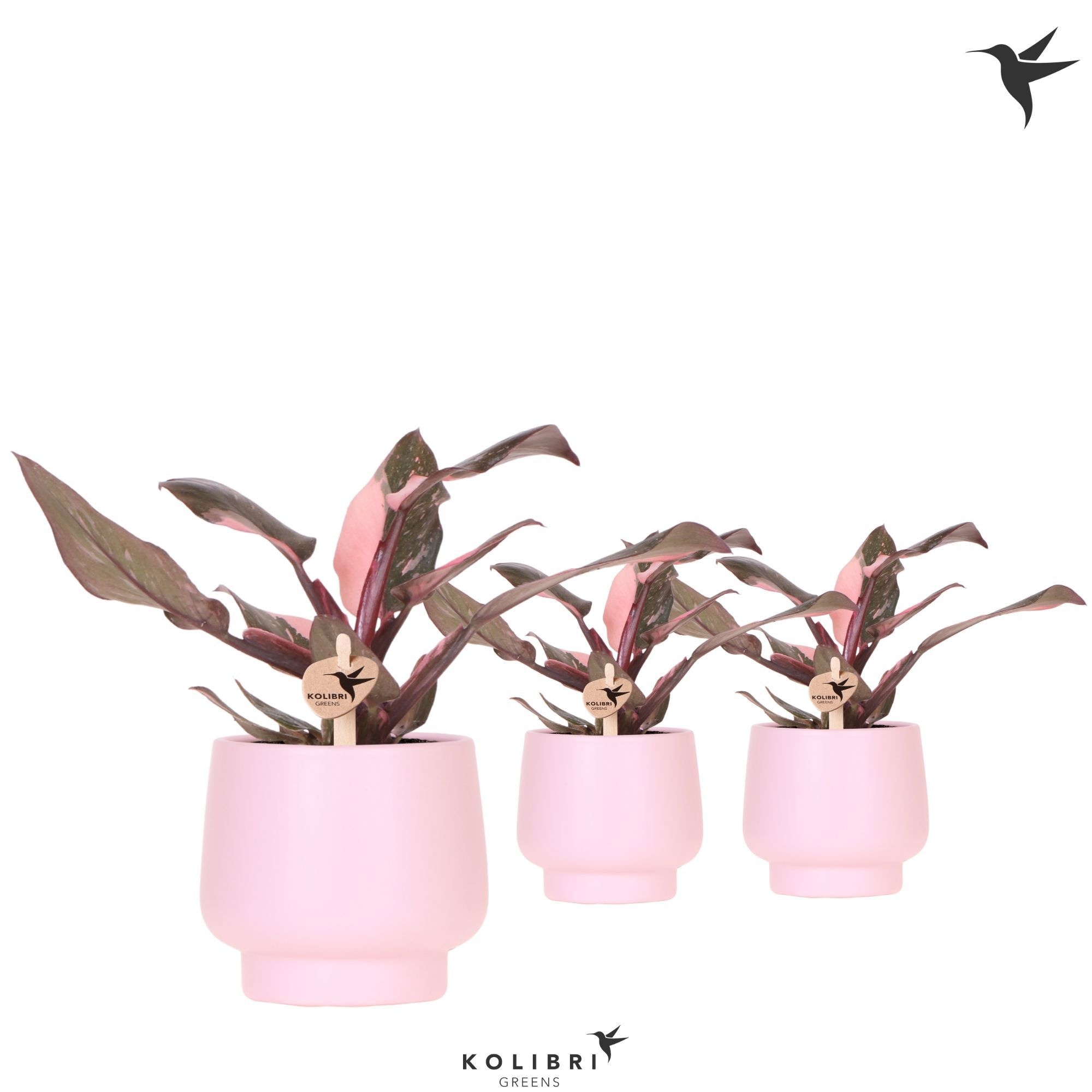 Kolibri Greens Philodendron Pink Princess Marble in Scandic pot pink, D 9
