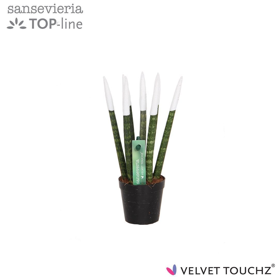 Sansevieria VELVET TOUCHZ® Wit, D 6