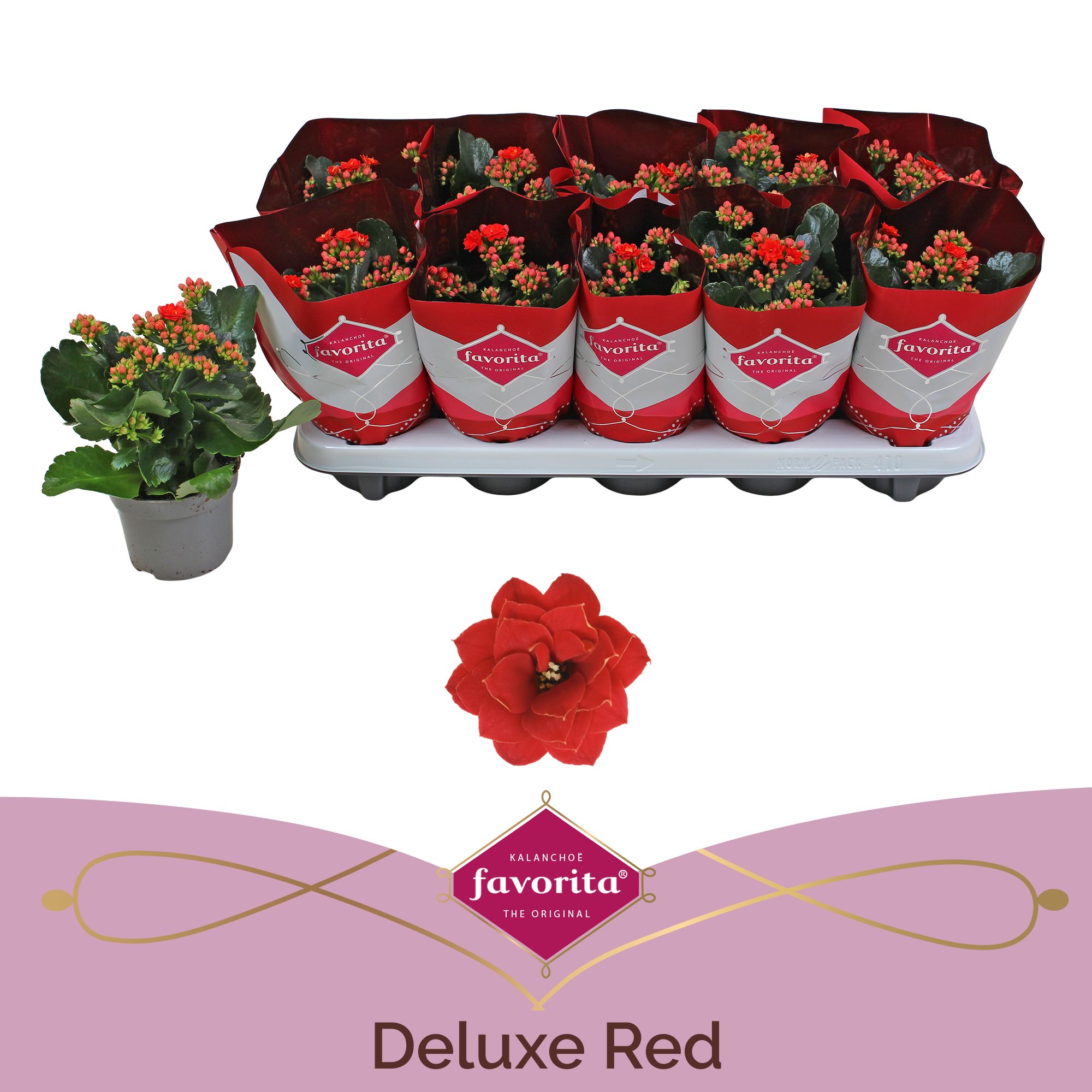 Kalanchoe Double Deluxe Red stadium 1, D 10,5