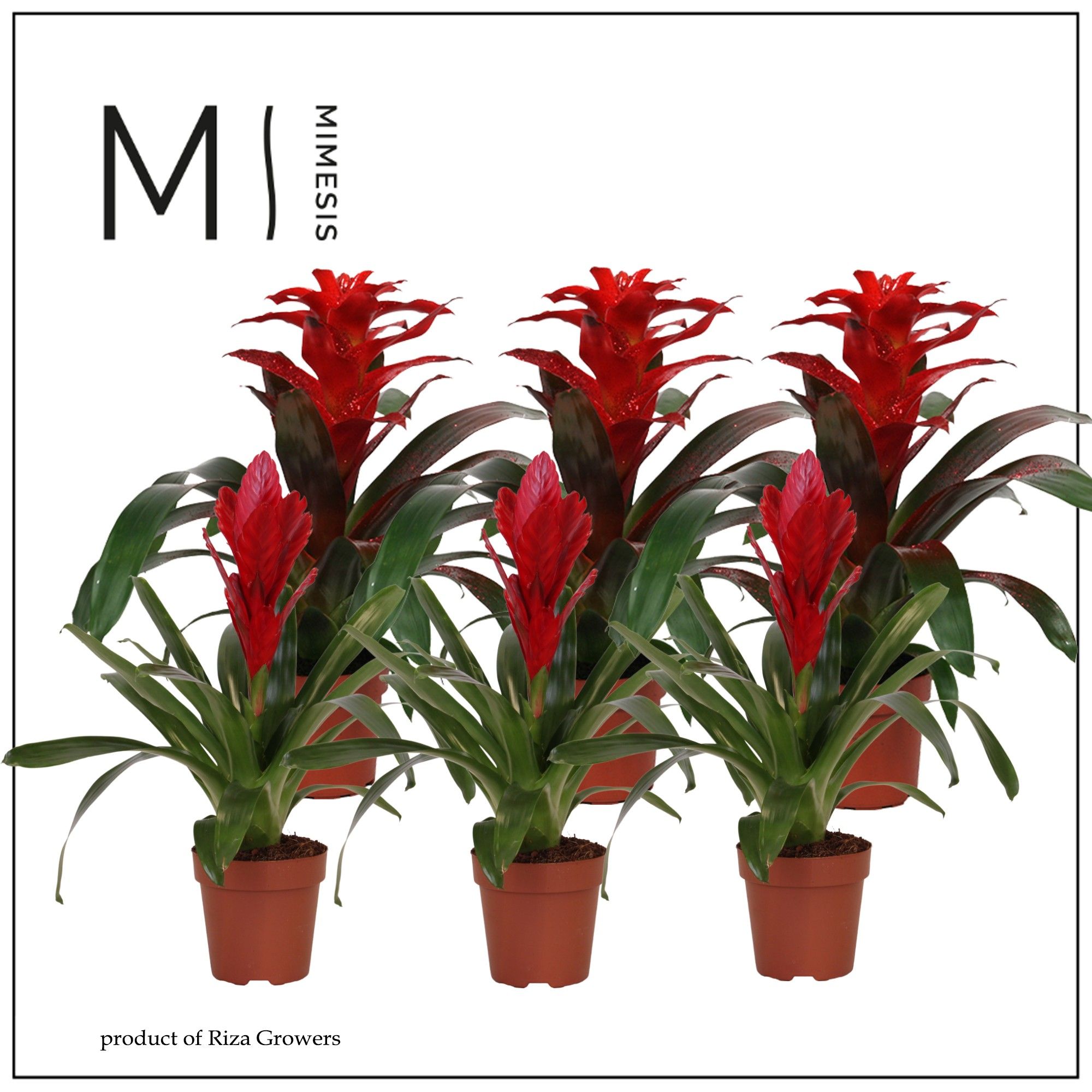 Bromelia Red - 12cm | Mimesis, D 12