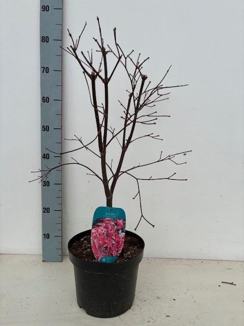 Acer palmatum 'Red Emperor' P23 Full CC, D 23