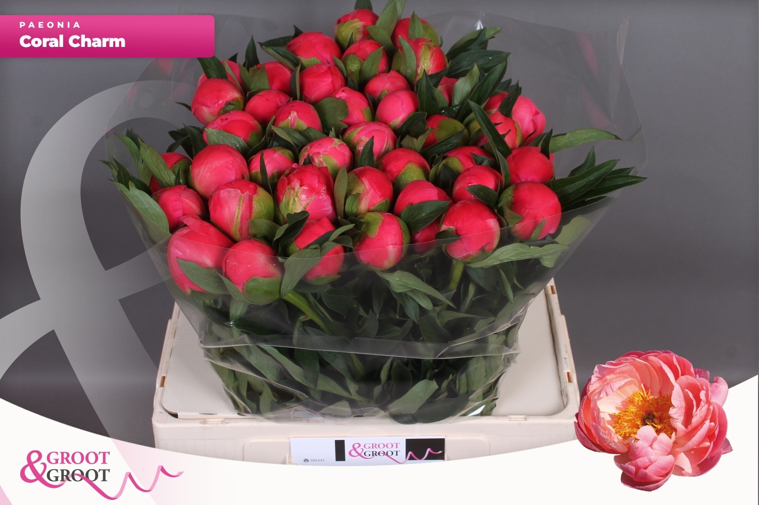 Пион Корал Шарм 60, шт.