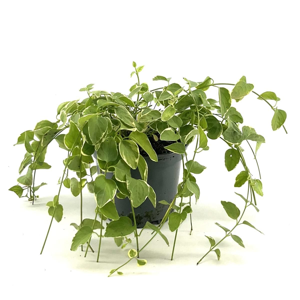 Vinca major 'Variegata', D 17