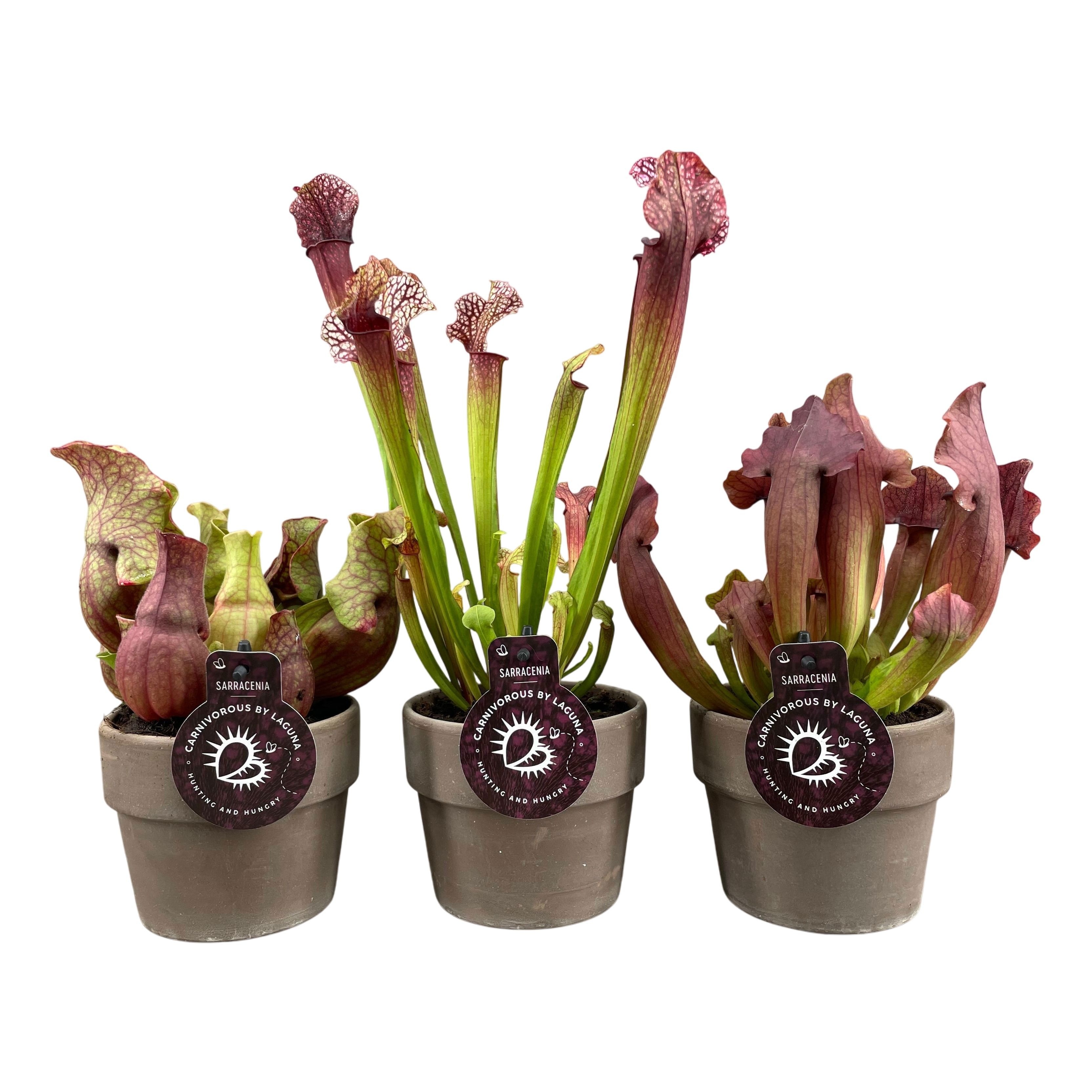 Sarracenia mix in 12 cm grijze terracotta pot (waterdicht), D 12