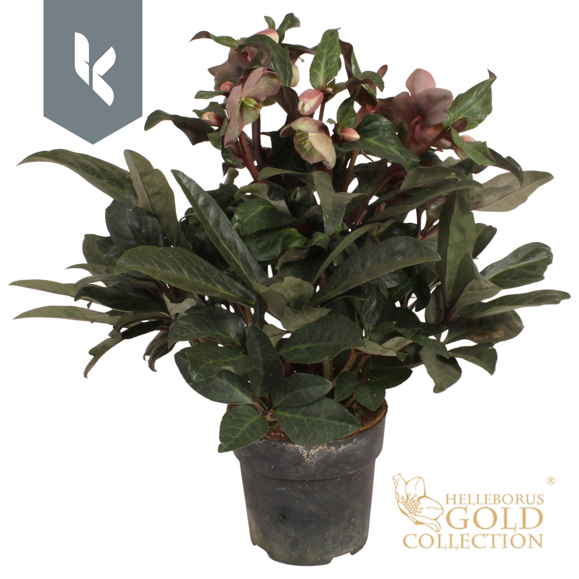 HGC Helleborus Maestro, D 15 cm