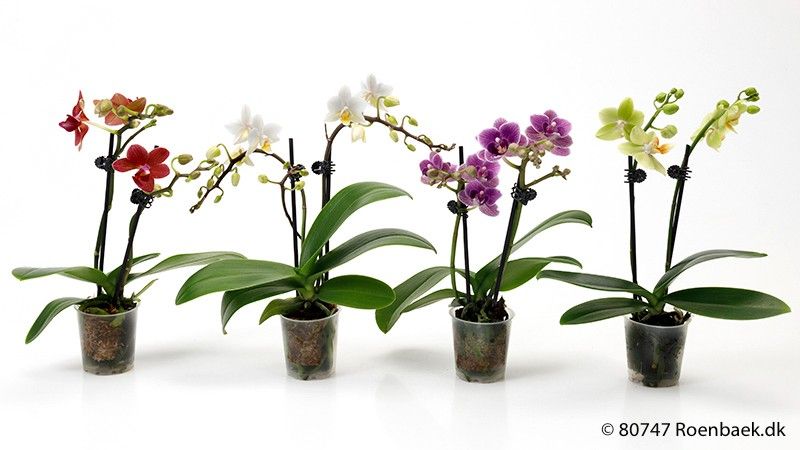 PHALAENOPSIS-HYBRID, D 6