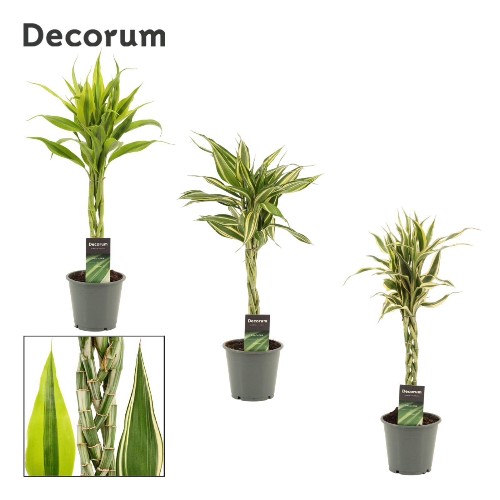 Dracaena Sanderiana vlecht mix 12 cm (Decorum), D 12