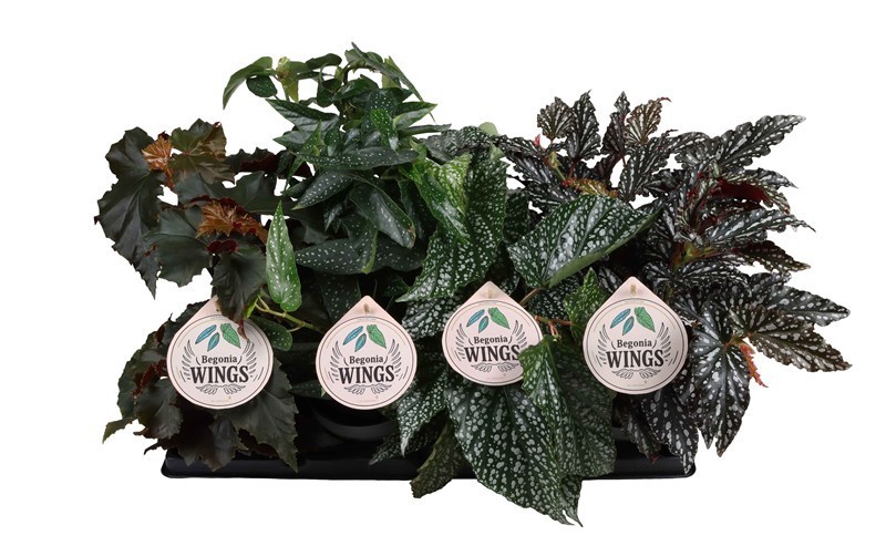 BEGONIA MACULATA 'WINGS MIX', D 12