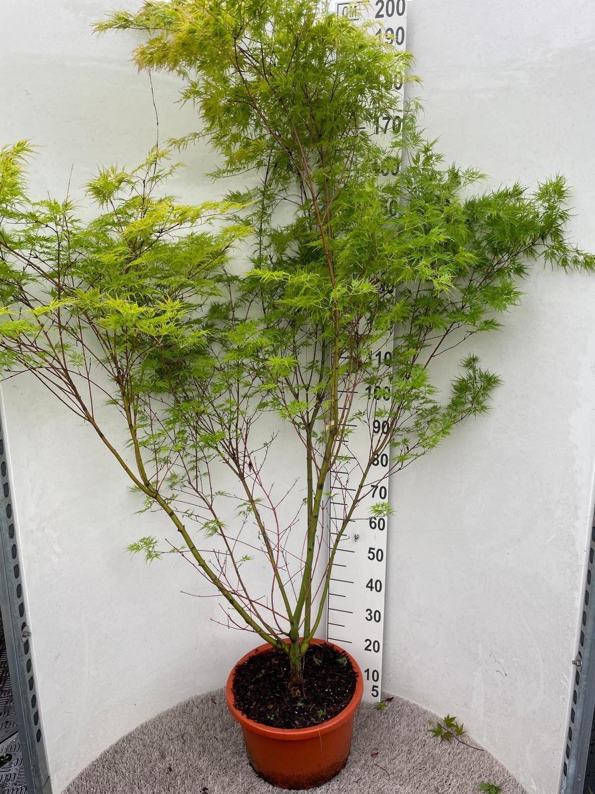 Acer palm. Seiryu 150-175 P34, D 34