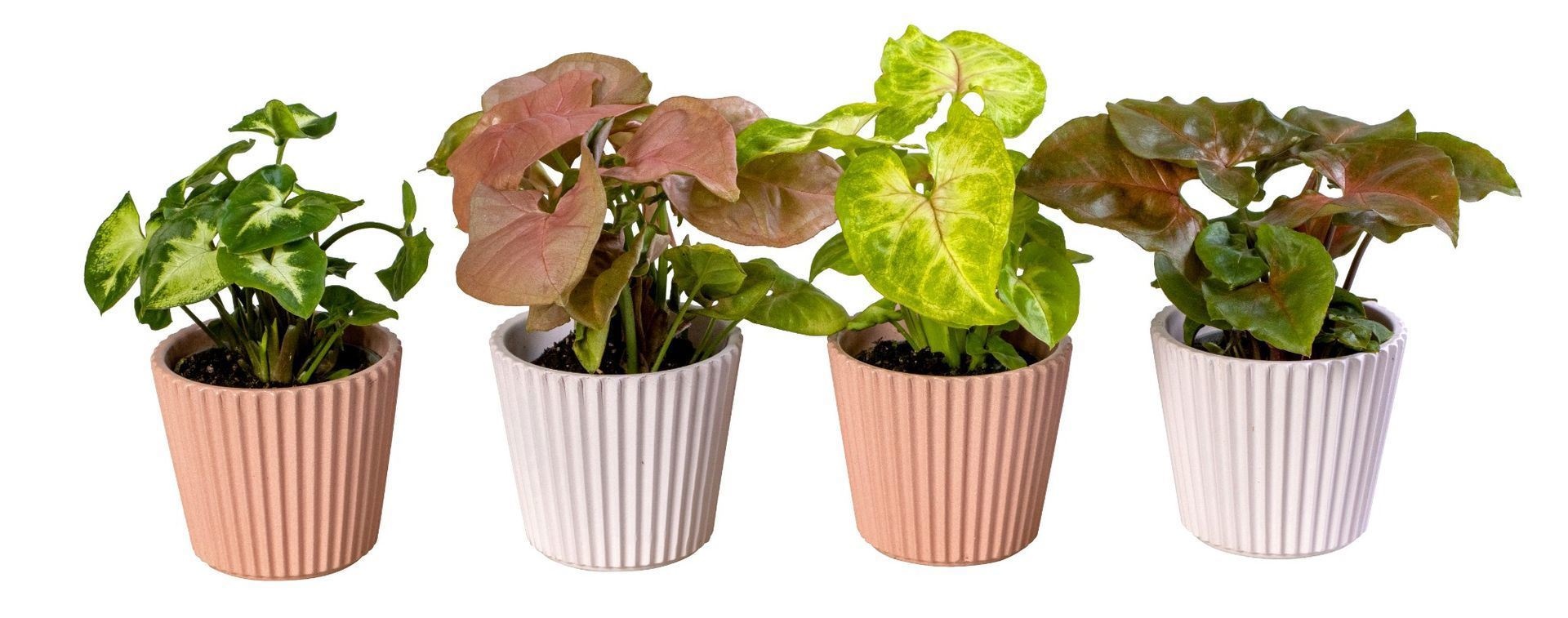 L 66220 With Syngonium Mix 6 cm, D 6