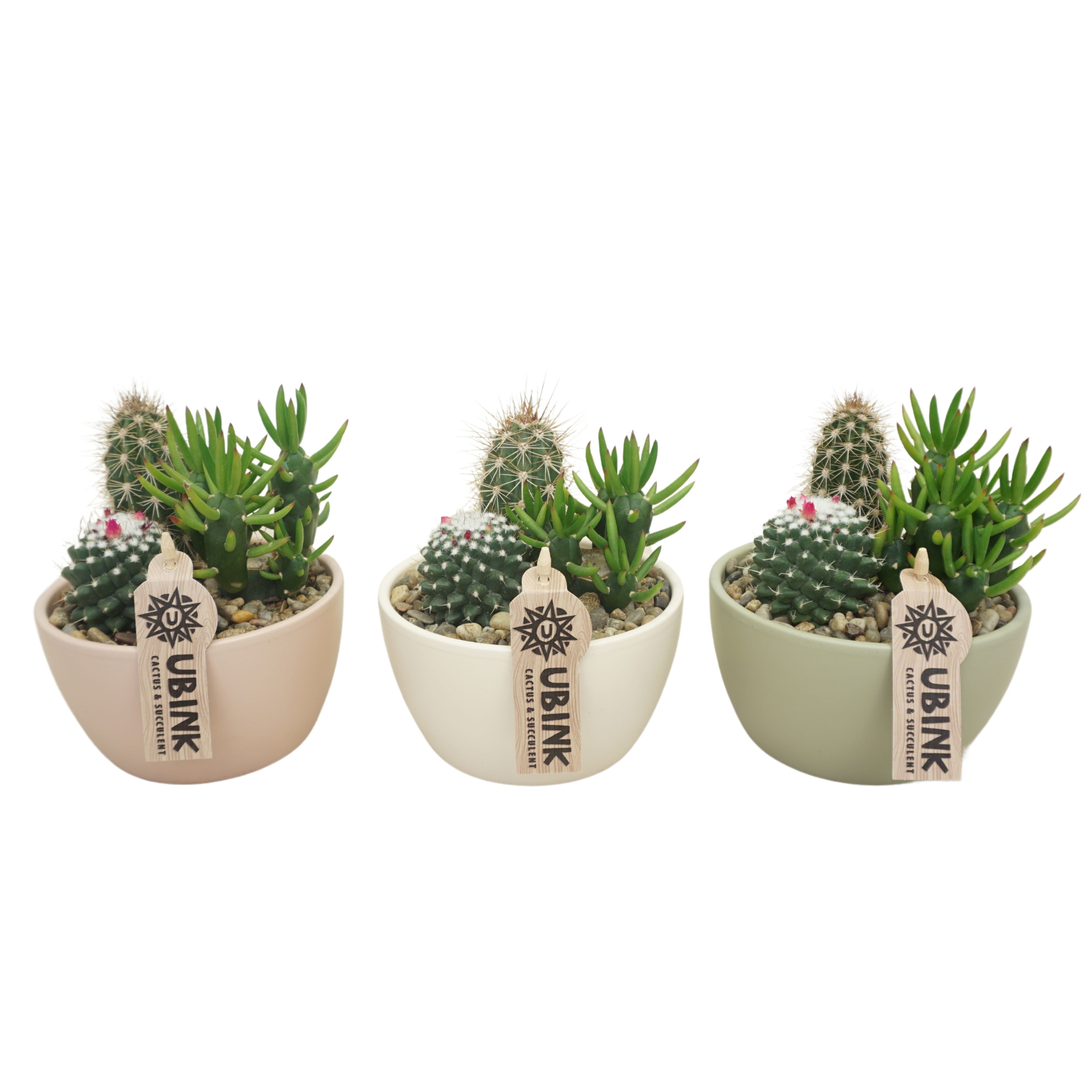 Cactus beplant in Pastel schaaltje 14 cm (3 assorti), D 14