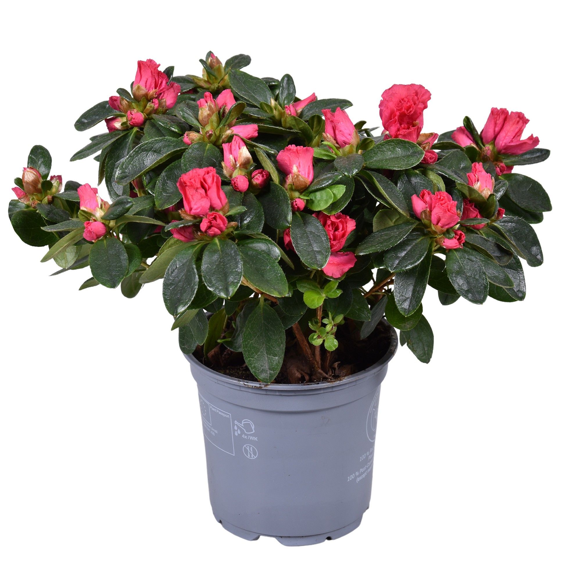 Azalea Vogel 'Nordlicht' rood 12cm, D 12