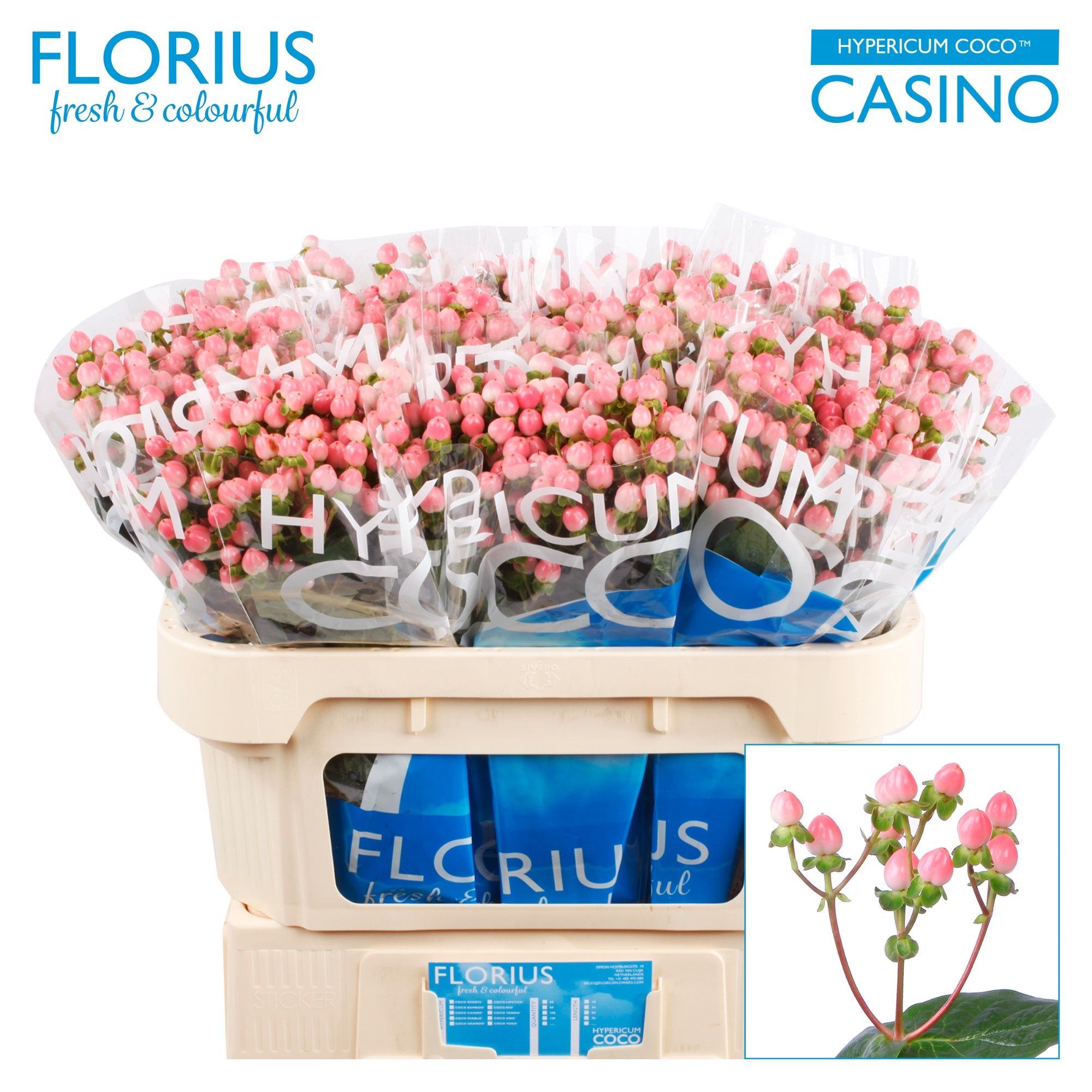 Гипперикум Коко Казино 70, шт.