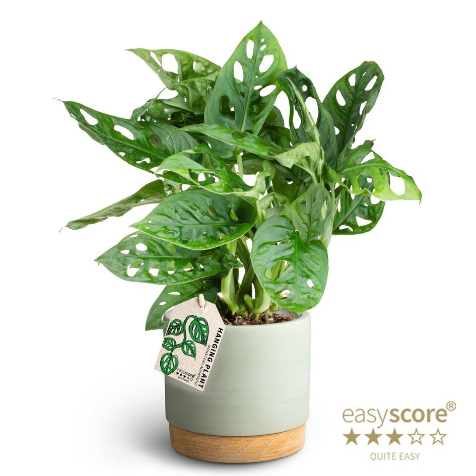Woodbase Green, Monstera adansonii, D 12