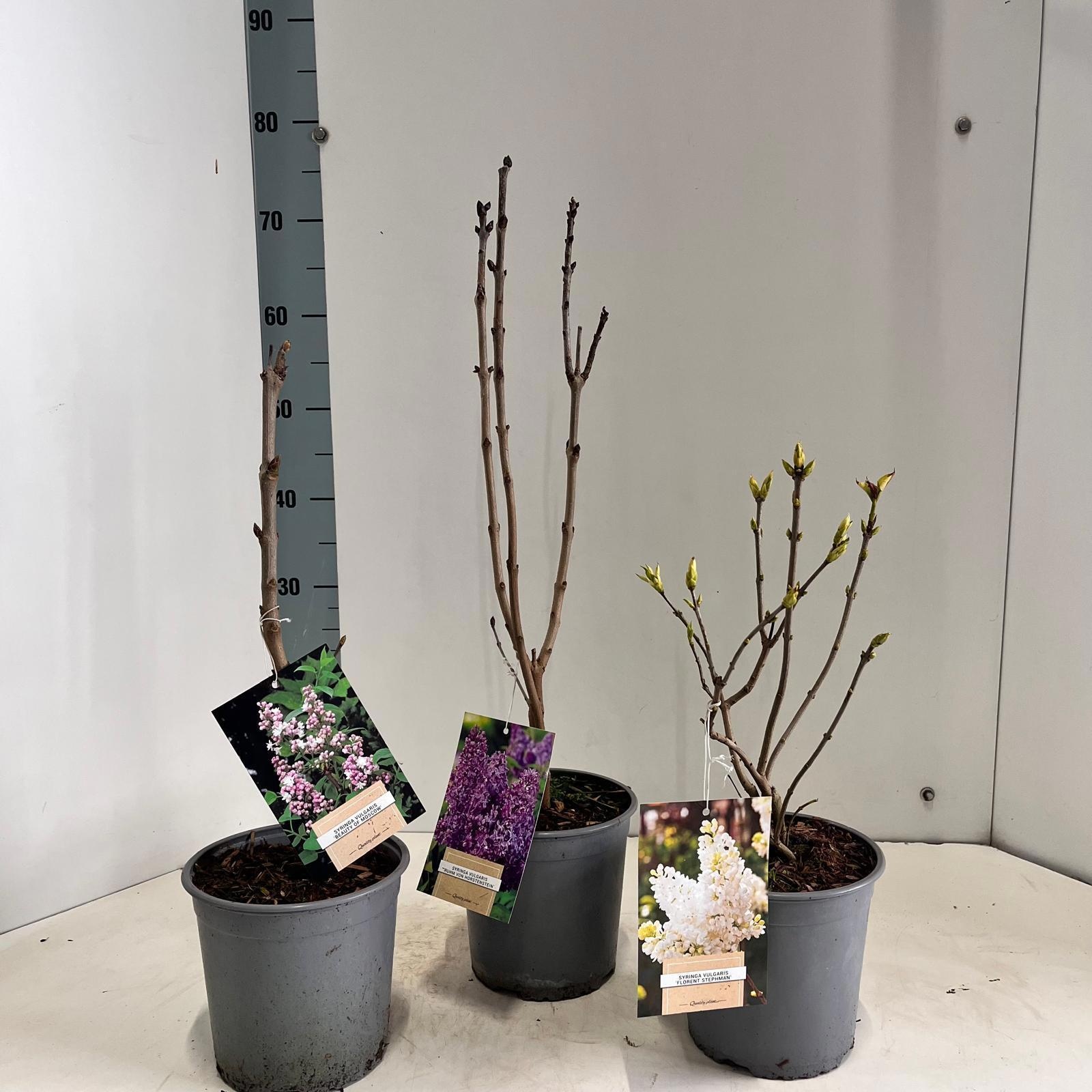 Syringa vulg. mix (minimum order one layer), D 17