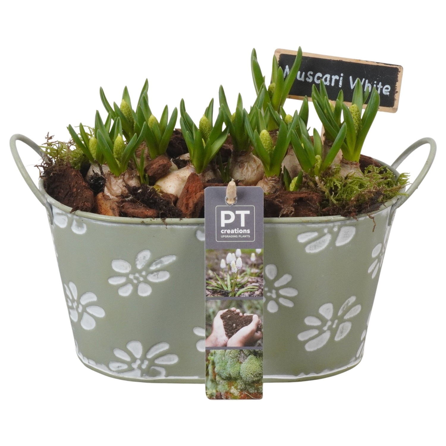 PTWMB8119 Arrangement Muscari White in metalen pot, D 20