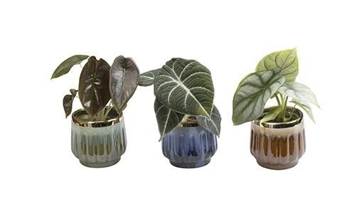 ALOCASIA ZEBRINA MIX 'L 464', D 6