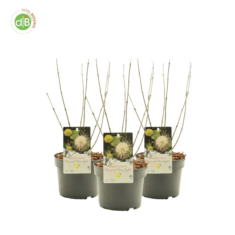 Cephalanthus 'Magical Moonlight', D 19