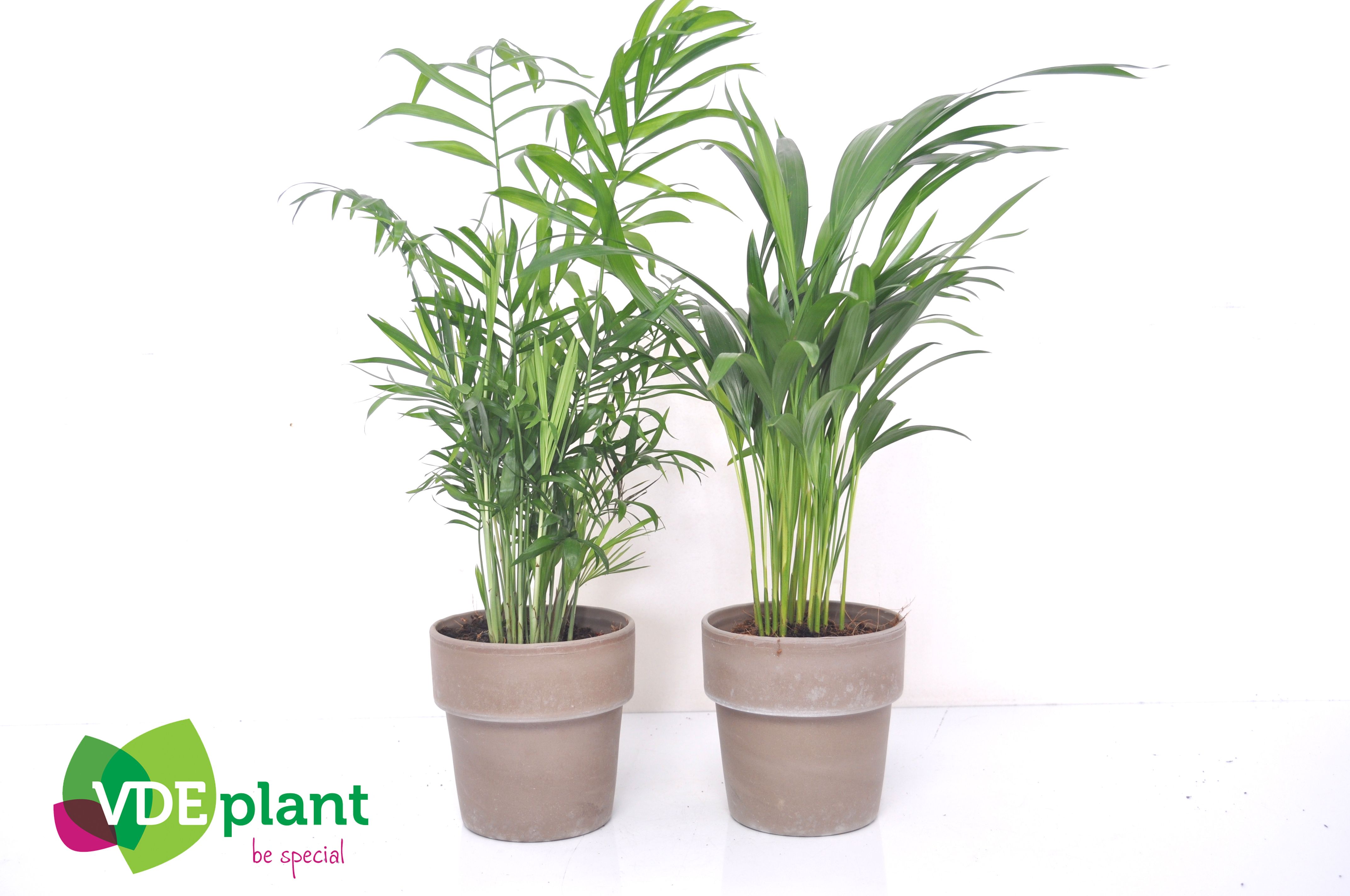 Palm mix in Terracotta, D 12