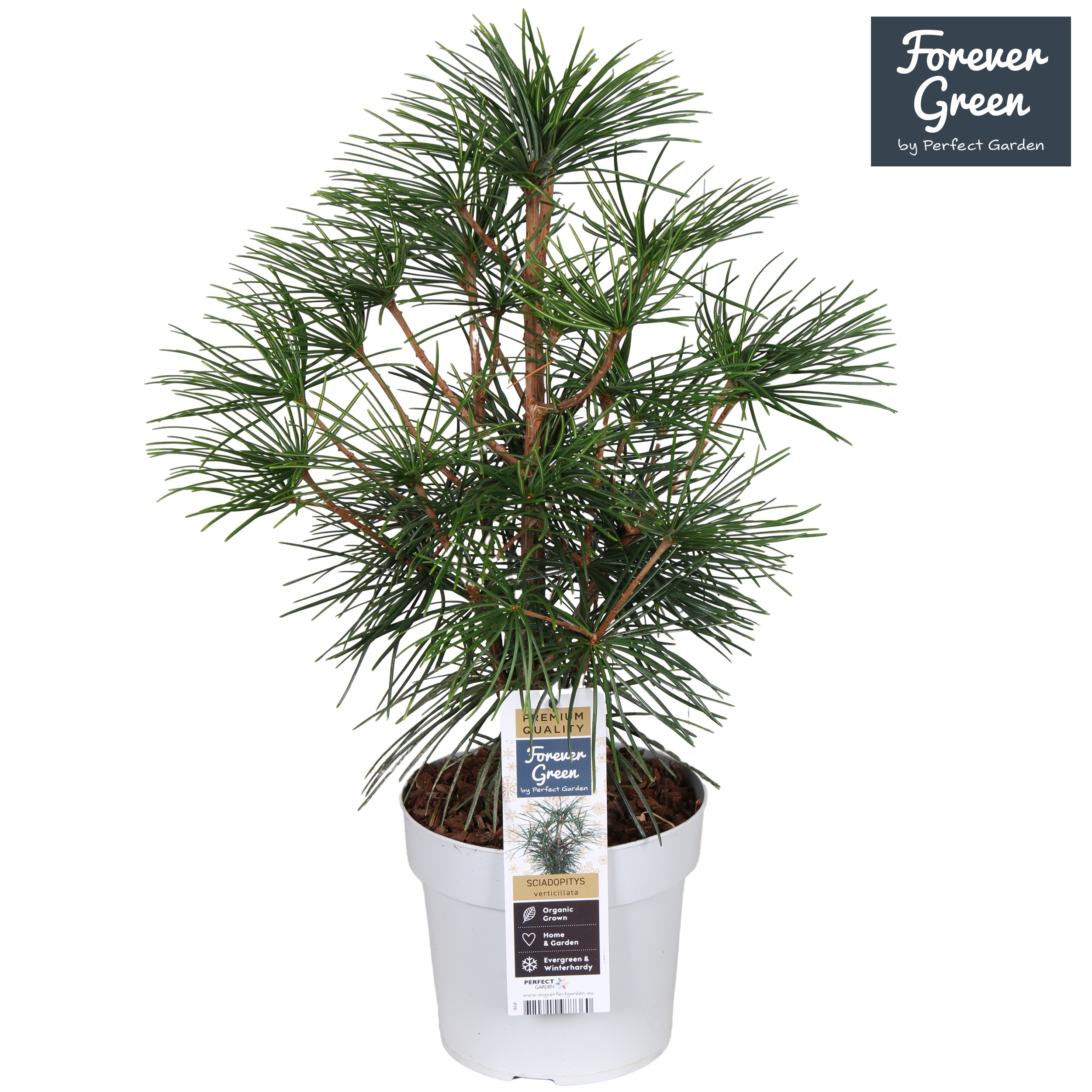 Sciadopitys verticillata P19, D 19