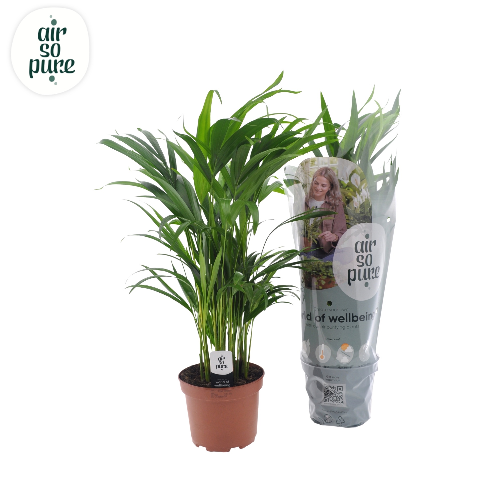 Dypsis lutescens (Areca) 17cm, D 17