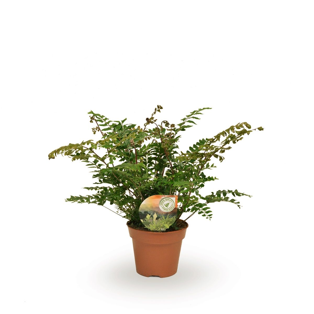 Didymochlaena truncatula, D 17