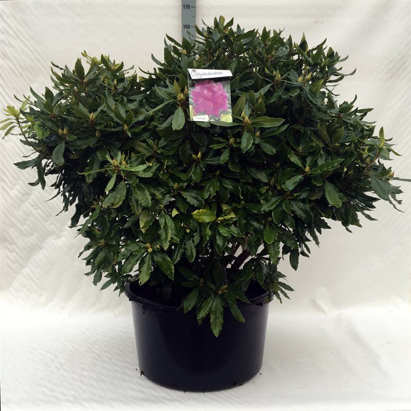 Rhodo. ponticum blue, D 62