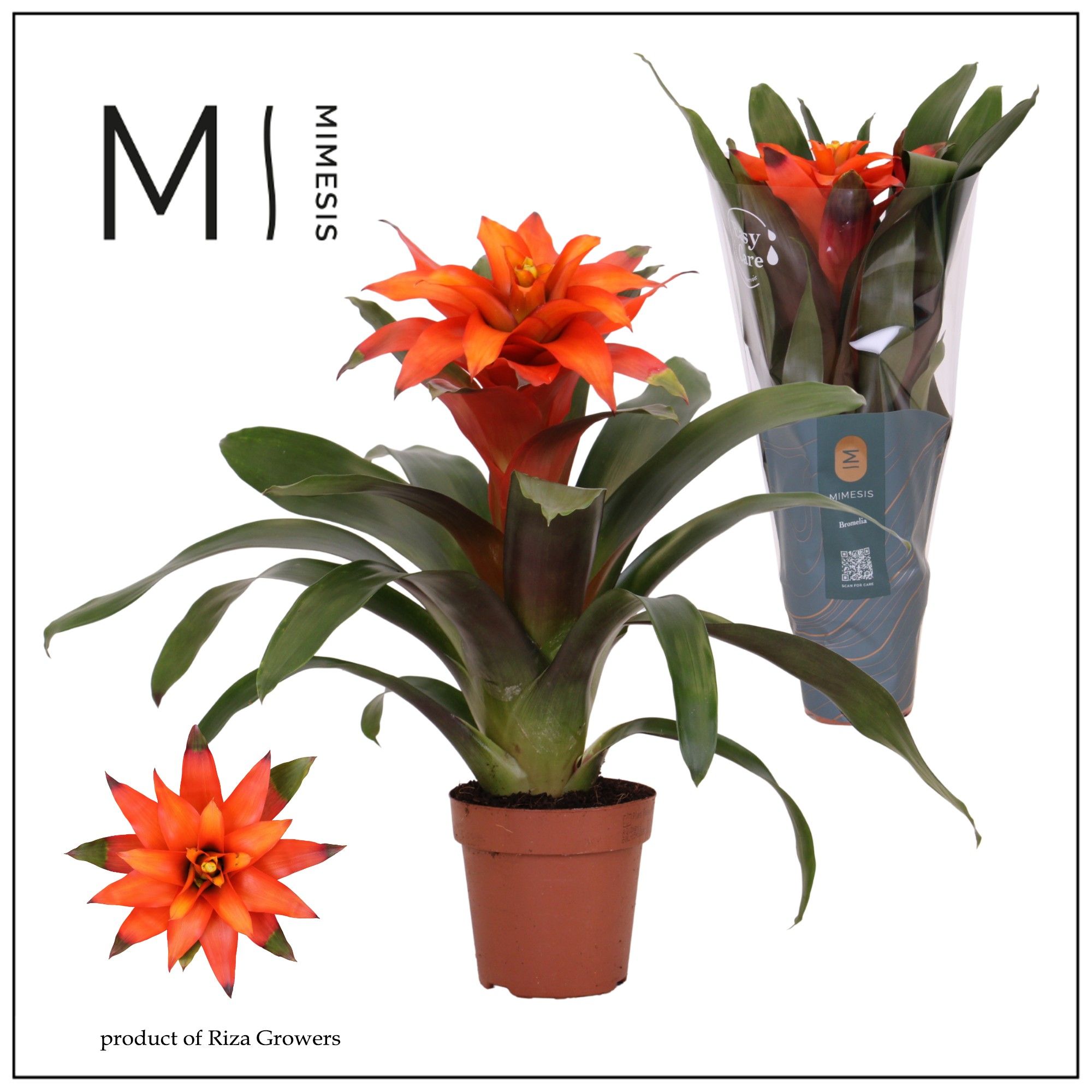Guzmania Fiero Orange - 12cm | Mimesis, D 12