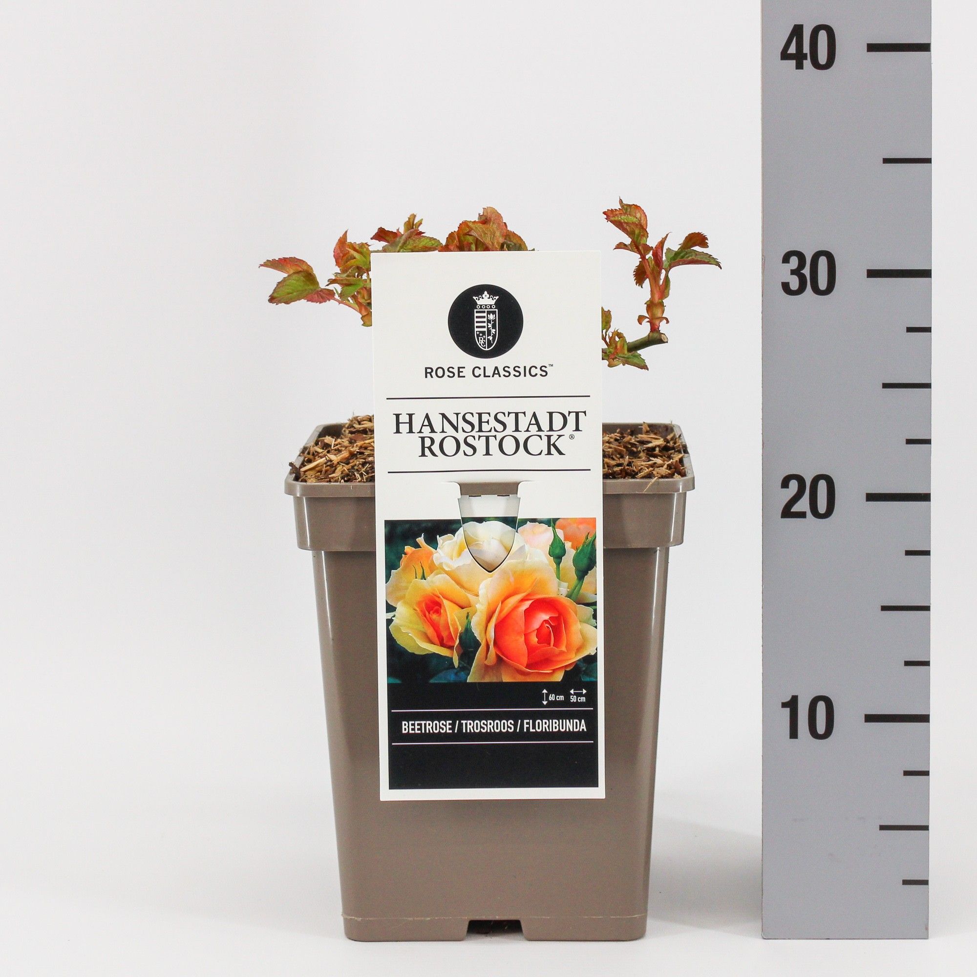 Rosa (F) Hansestadt Rostock ®, C5, D 23