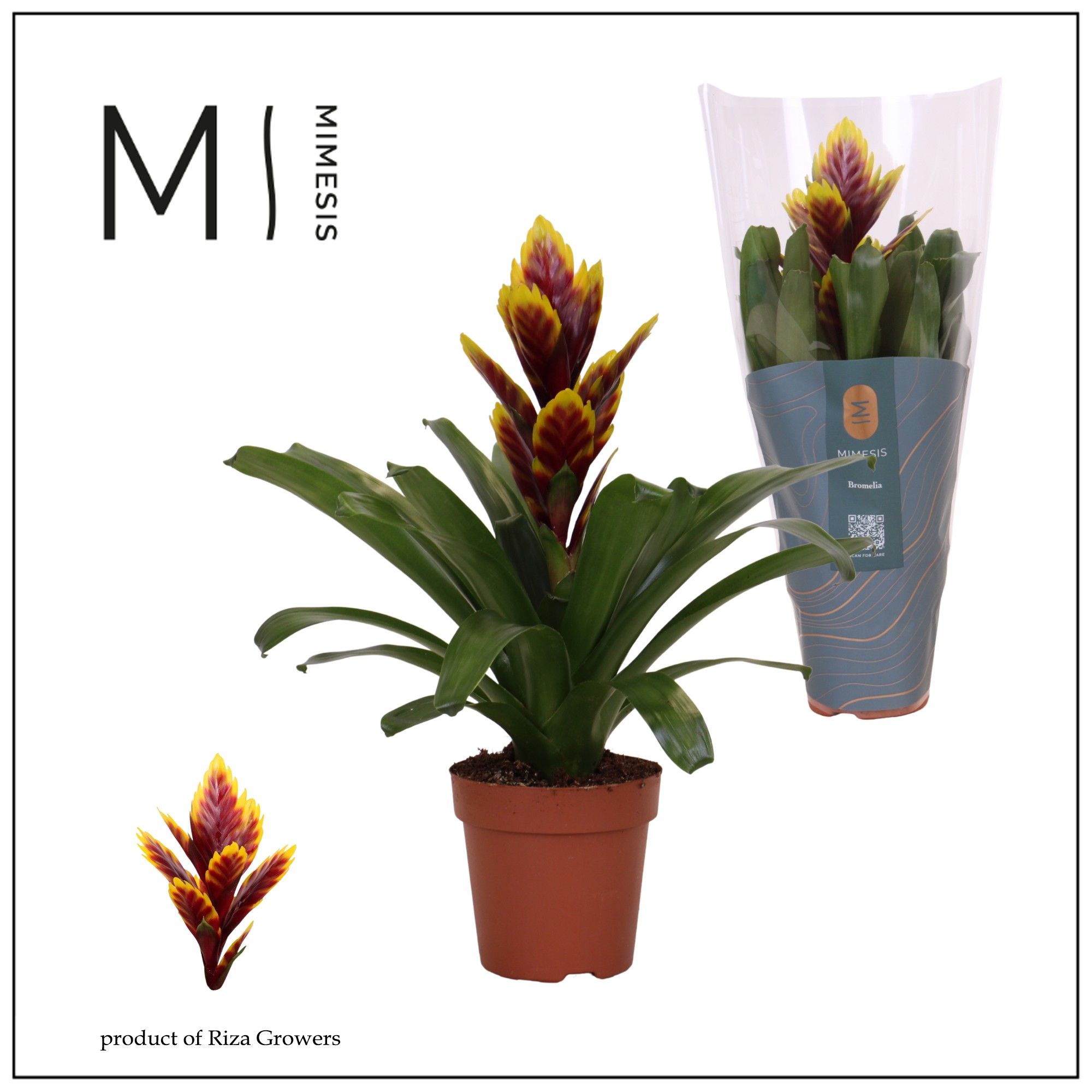 Vriesea Intenso Purple Flame - 12cm | Mimesis, D 12