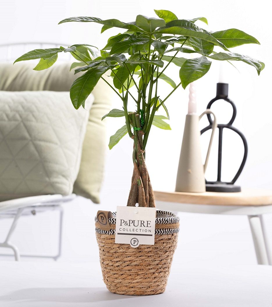 Pachira Aquatica in P&PURE Basket 6, D 12