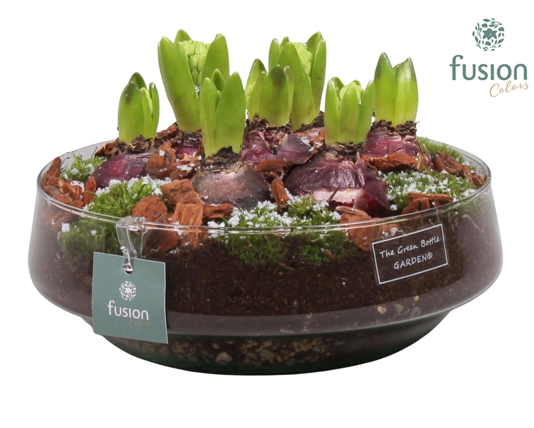 Green Bottle Iris Large met Hyacinten, D 24