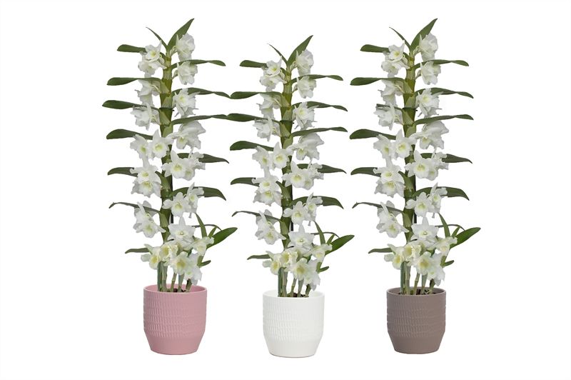 Tirza p12 scores mix Dendr Nobile Apollon 1T08+tros regular, D 12 cm