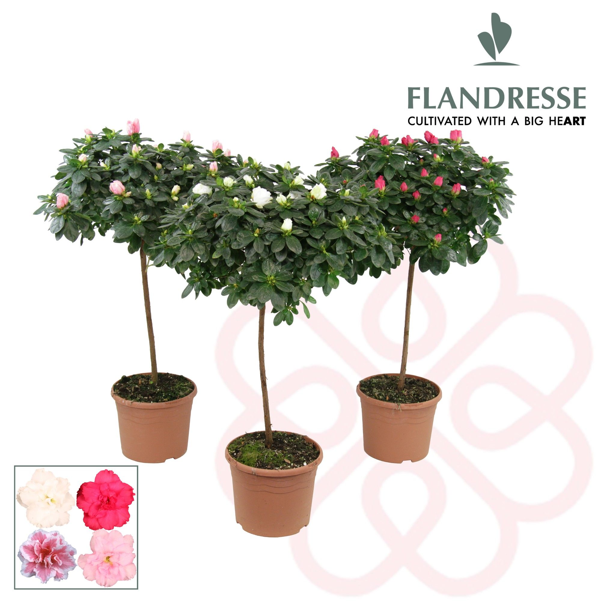 Azalea Flandresse® stam 'gemengd ' 30 cm, D 19