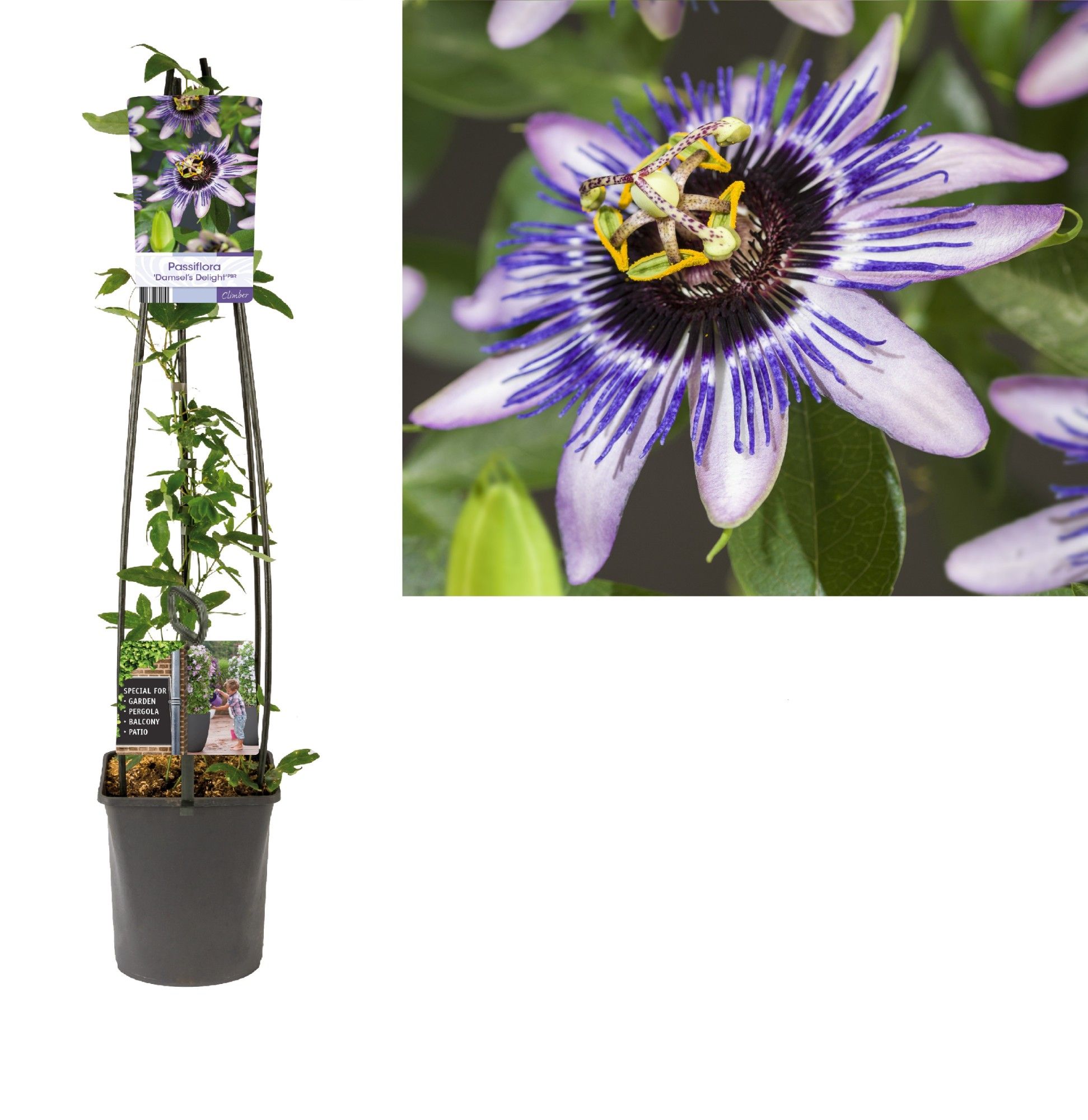 Passiflora 'Damsel's Delight' +light label, D 23
