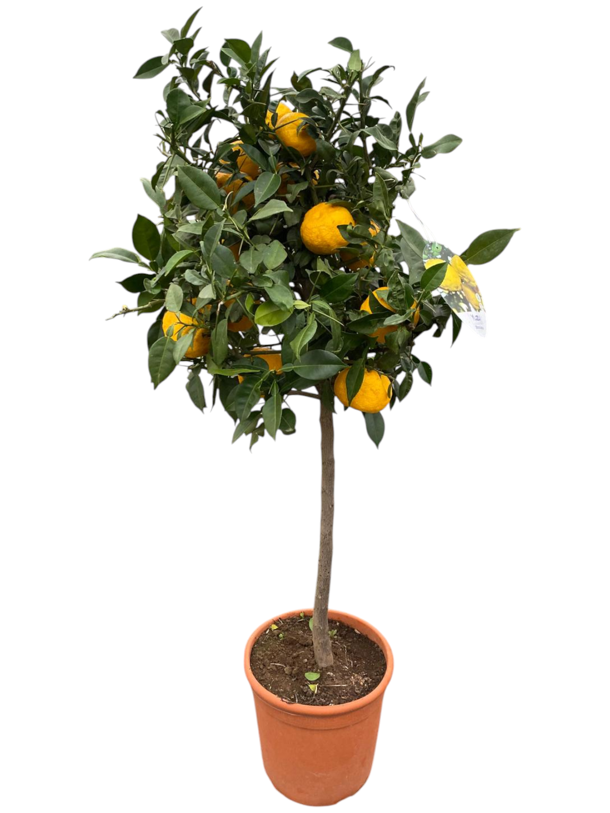 Citrus junos Yuzu - op stam P25, D 25 cm