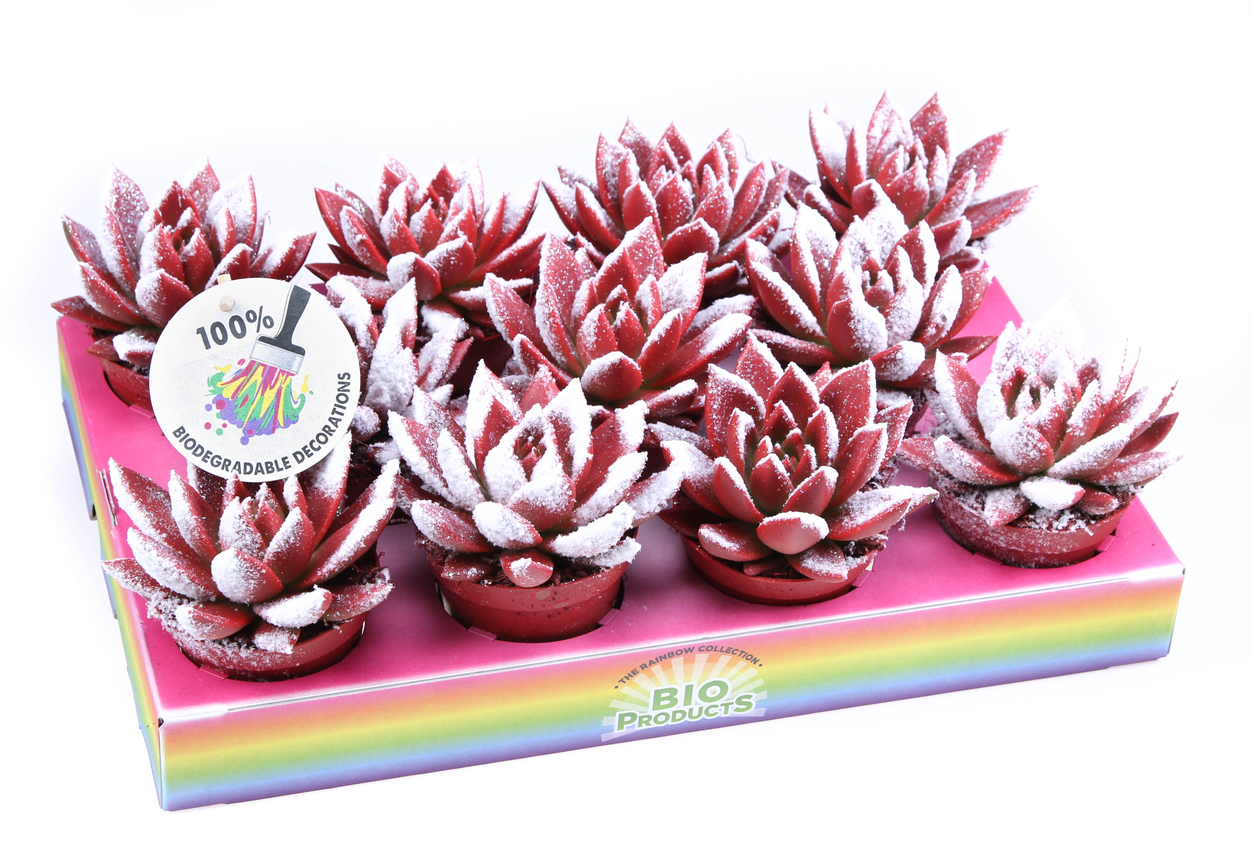 Miranda snowy + bio snow, D 8,5