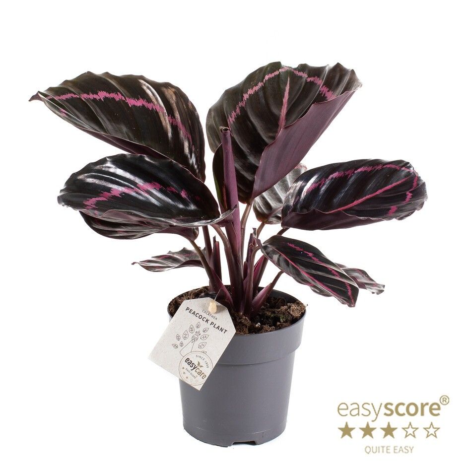 CALATHEA ROSEOPICTA 'Dottie', D 11