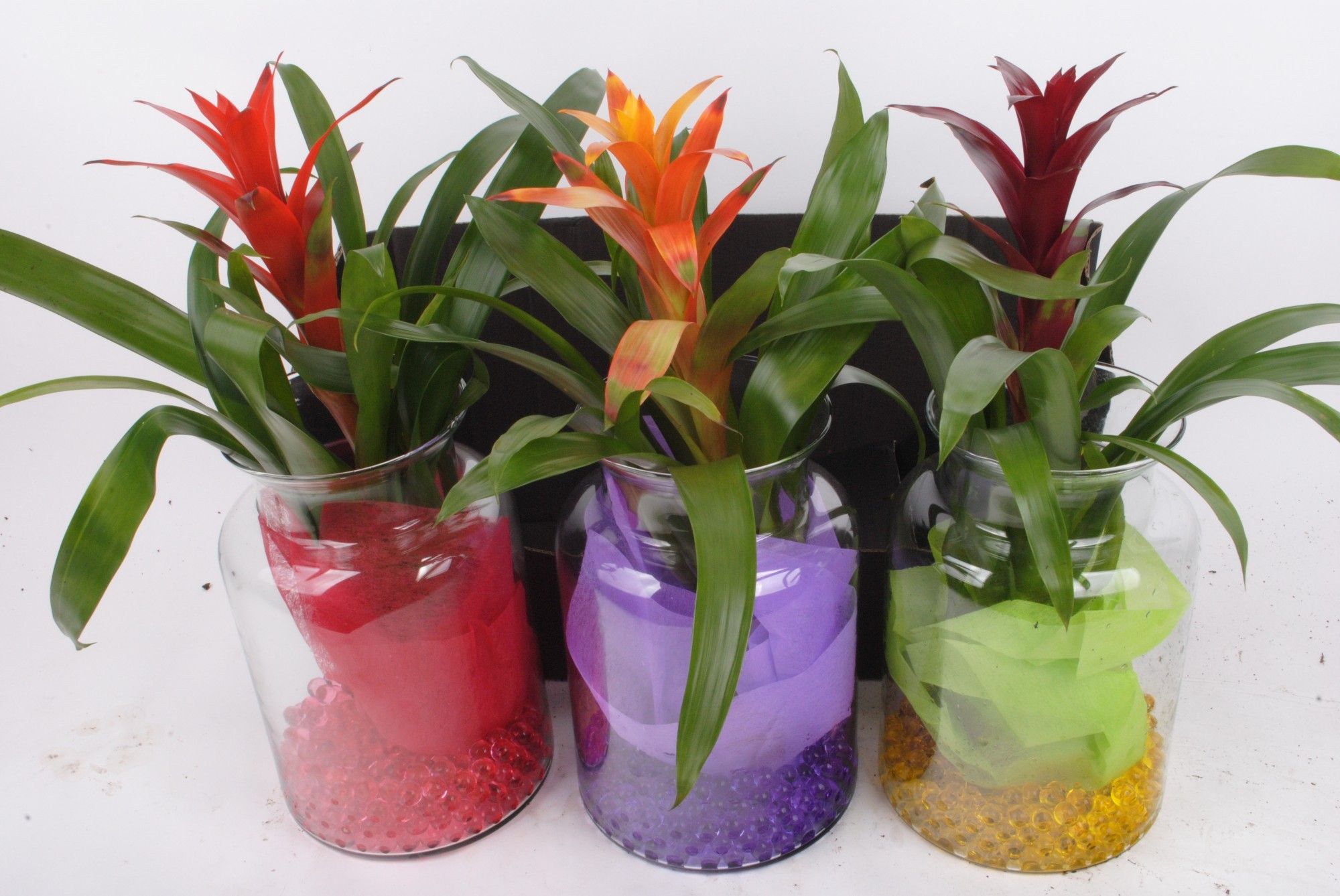 Bromelia in Melkkan glas, D 15