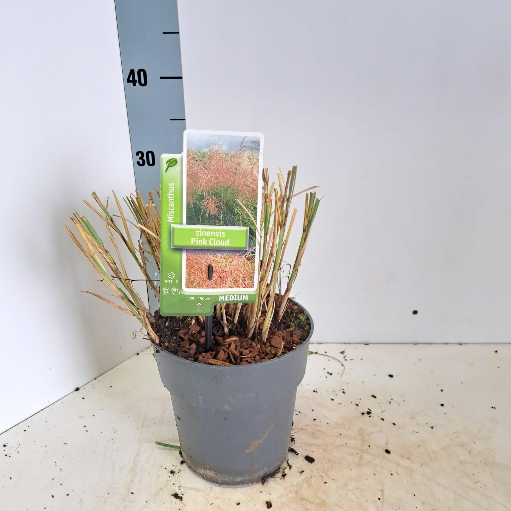 Miscanthus sin. 'Pink Cloud', D 23