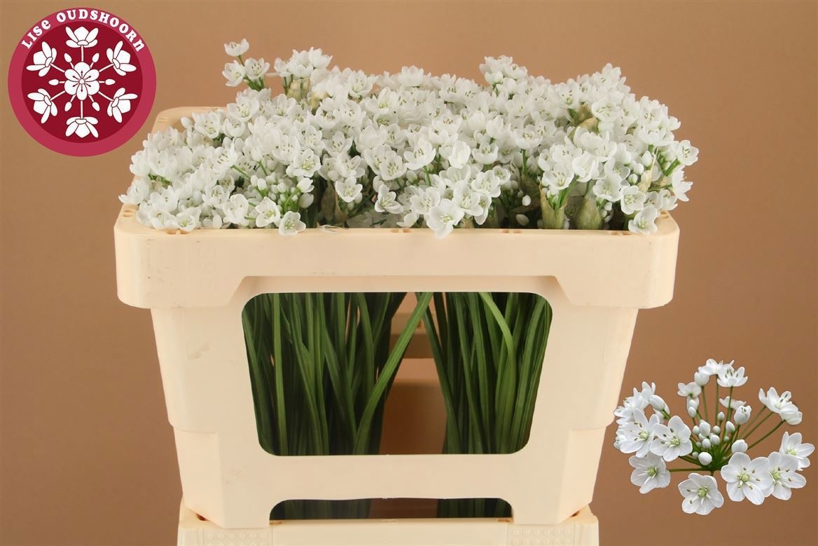 Аллиум Флокон 50 (бел.), шт.