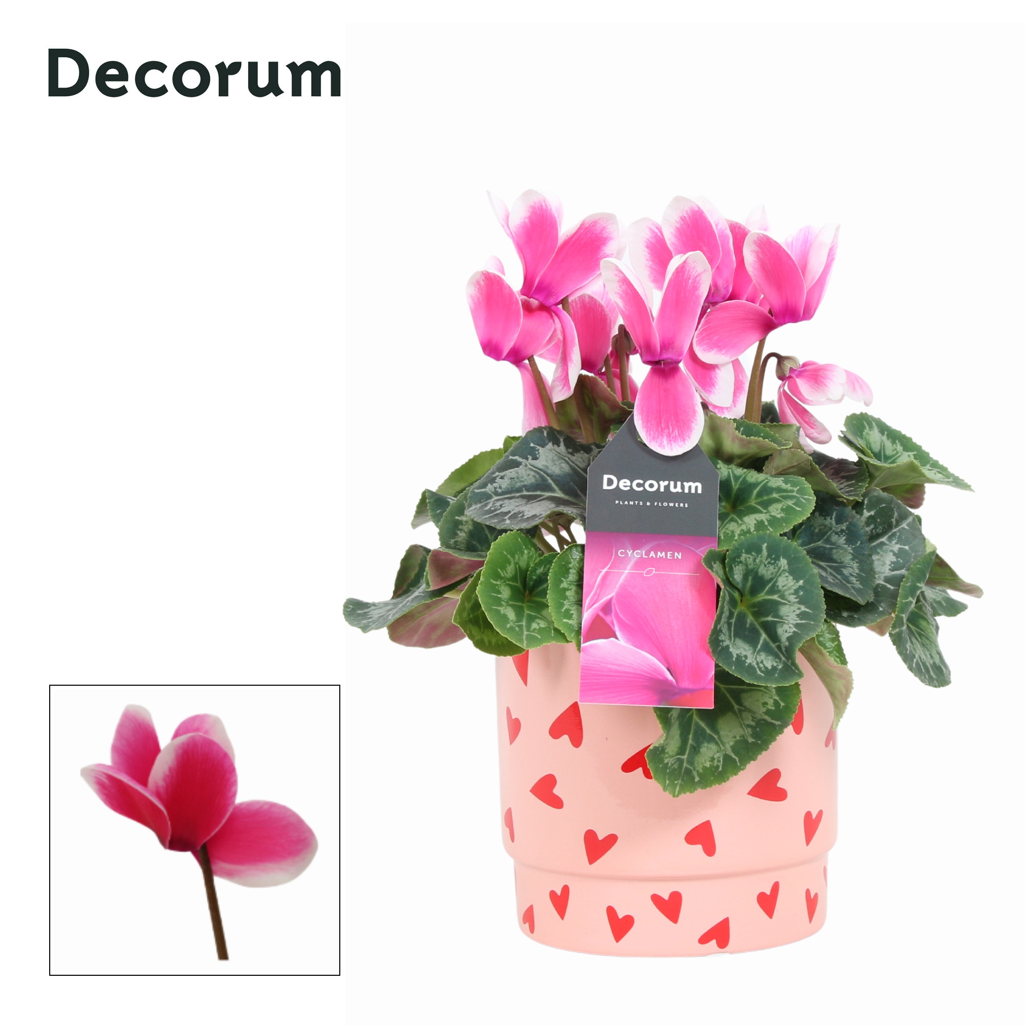 Cyclaam Lovely Moments in Ompot Lotte (Decorm), D 12