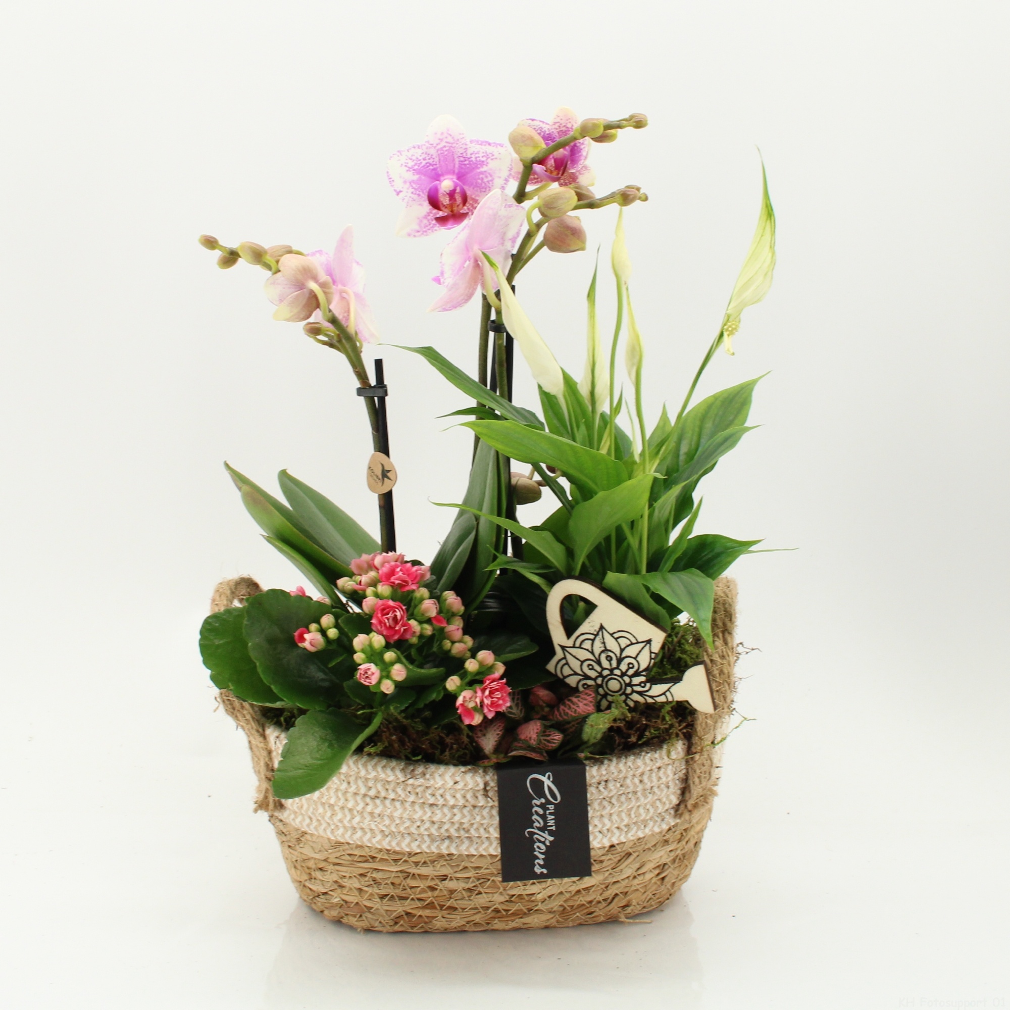 PHAL-2630RZ Phalaenopsis creatie, D 24