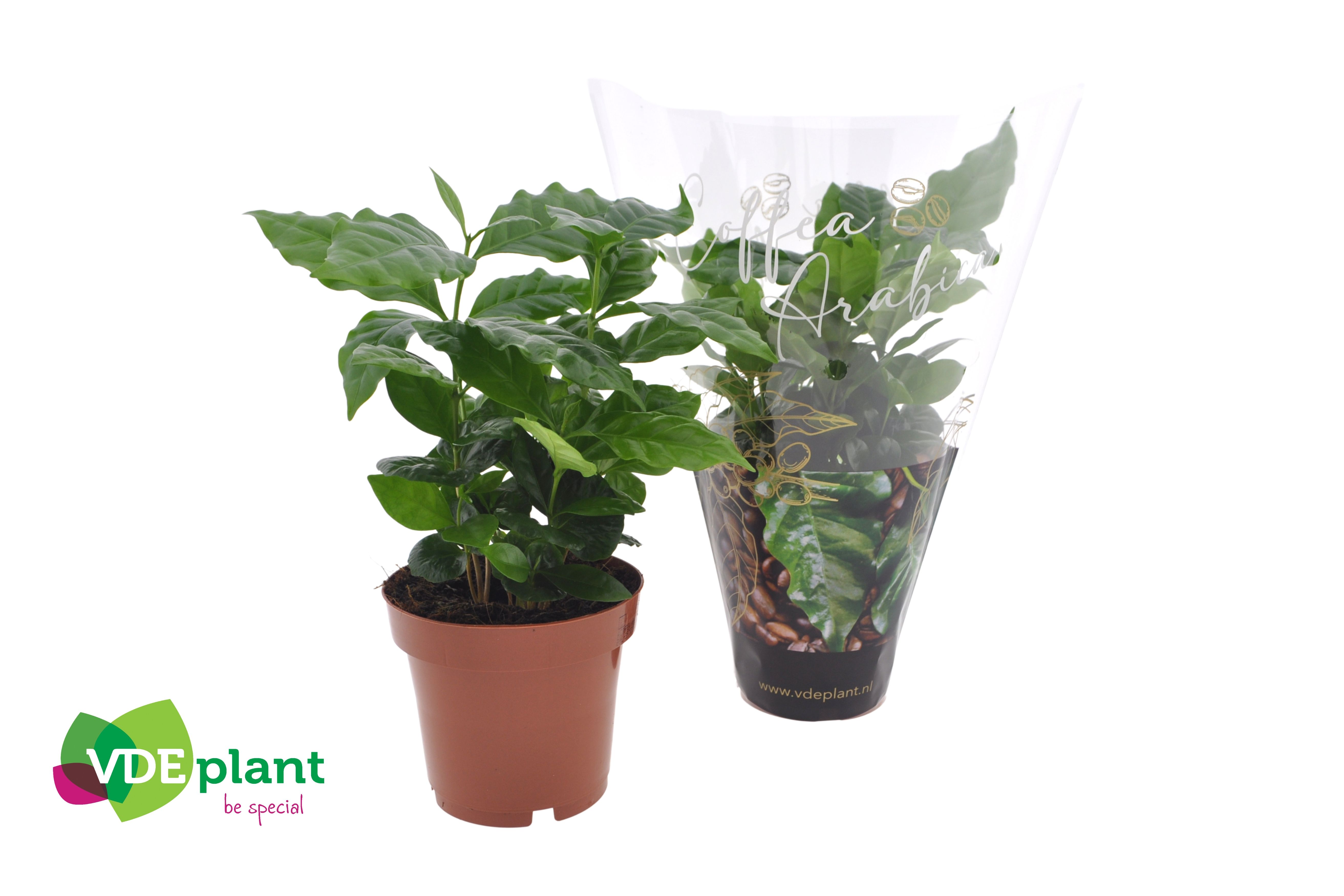 Coffea Arabica + koffiehoes, D 12