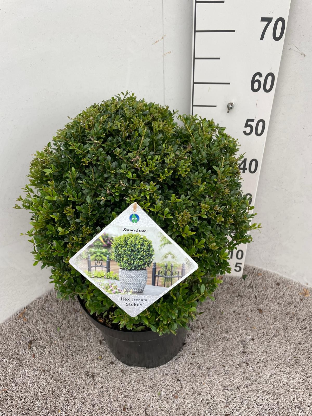 Ilex crenata Stokes 45 cm bol P30, D 30